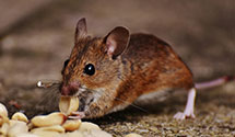 24 Hour & Emergency Exterminators in Swan Lake, ID